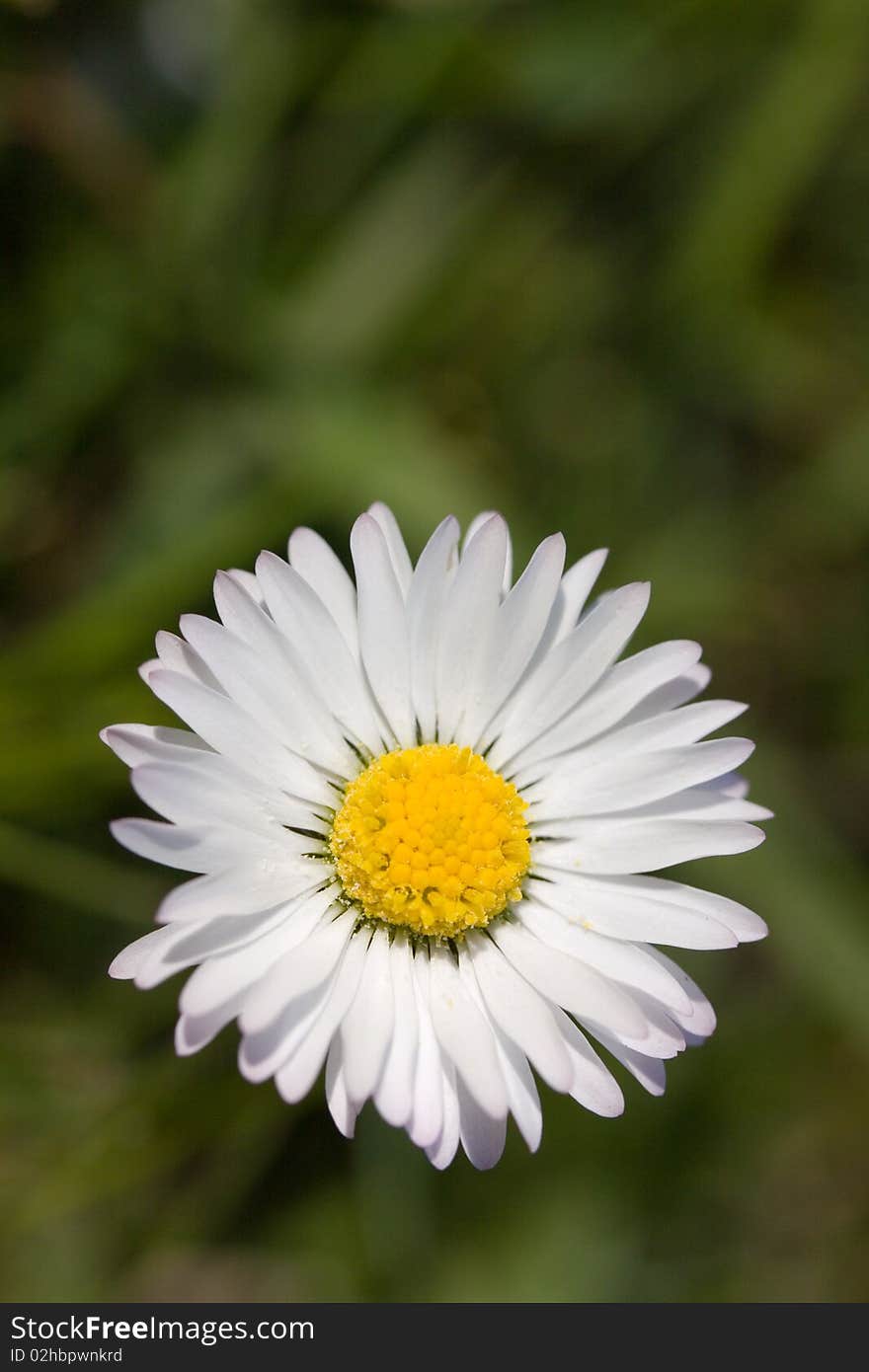 White Chamomile in the Field ,close up.