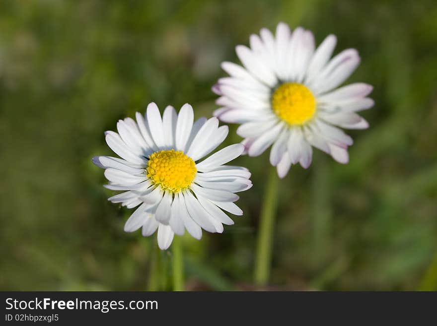 White Chamomile in the Field ,close up.