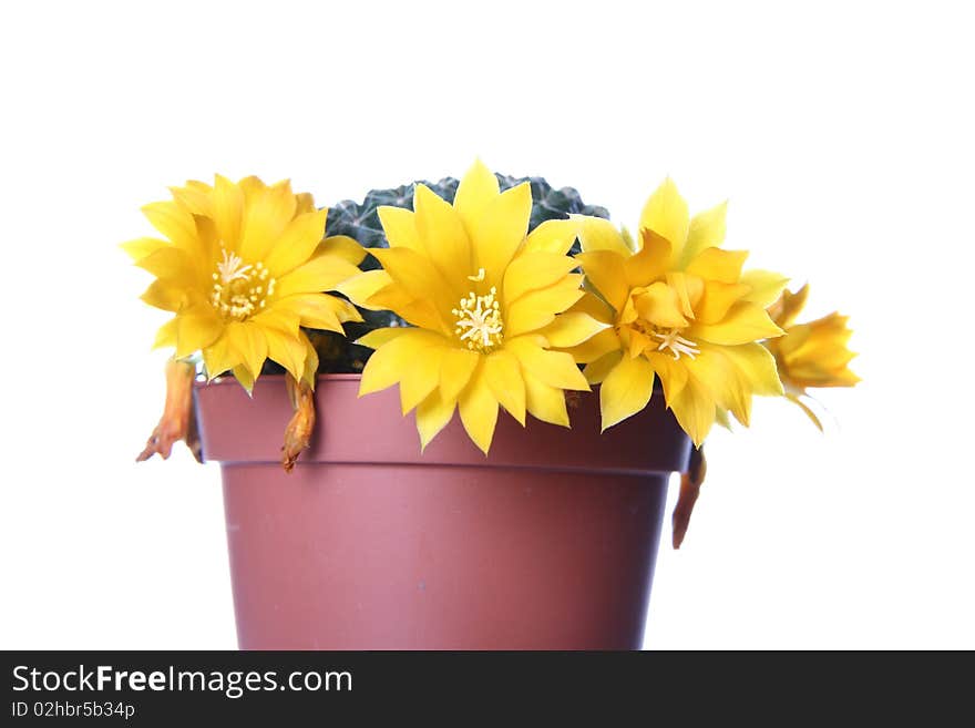 Blooming cactus plant