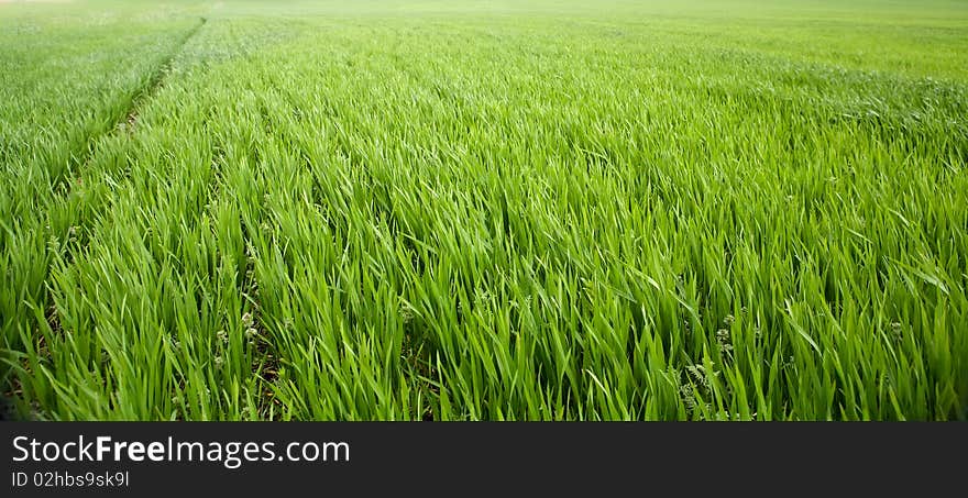 Green Grass. Wheat fresh, green