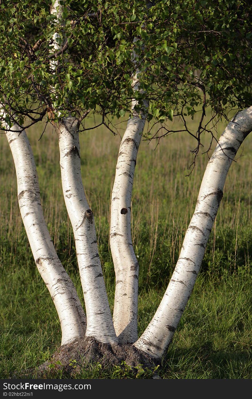 A Four Path Tree