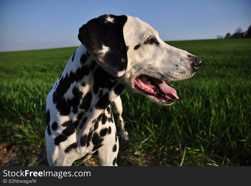 Portrait of a Dalmatian in the field, against the blue sky