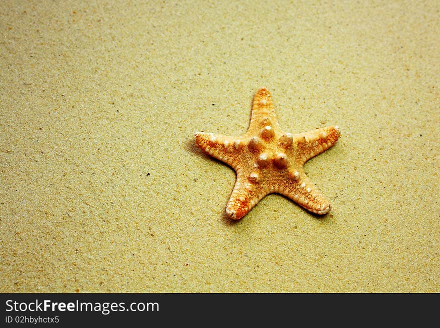 Starfish on tropical sandy beach. Starfish on tropical sandy beach