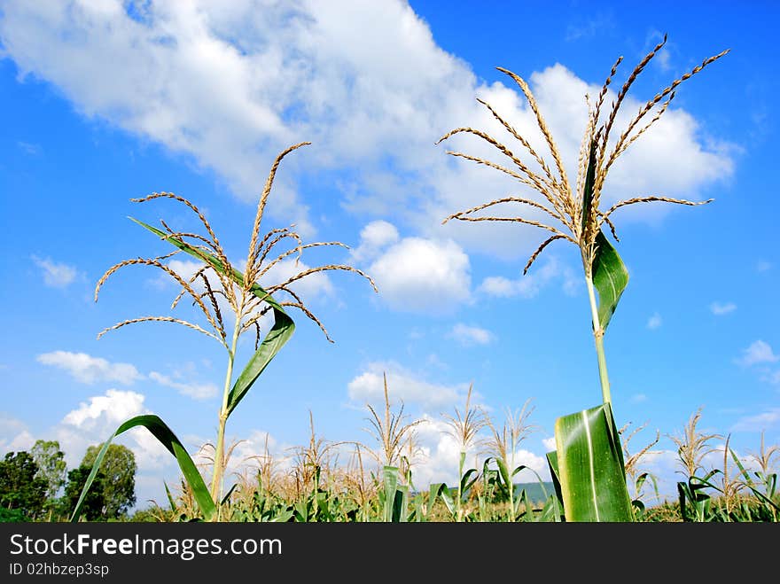 Ear of corns spread in the sky. Ear of corns spread in the sky