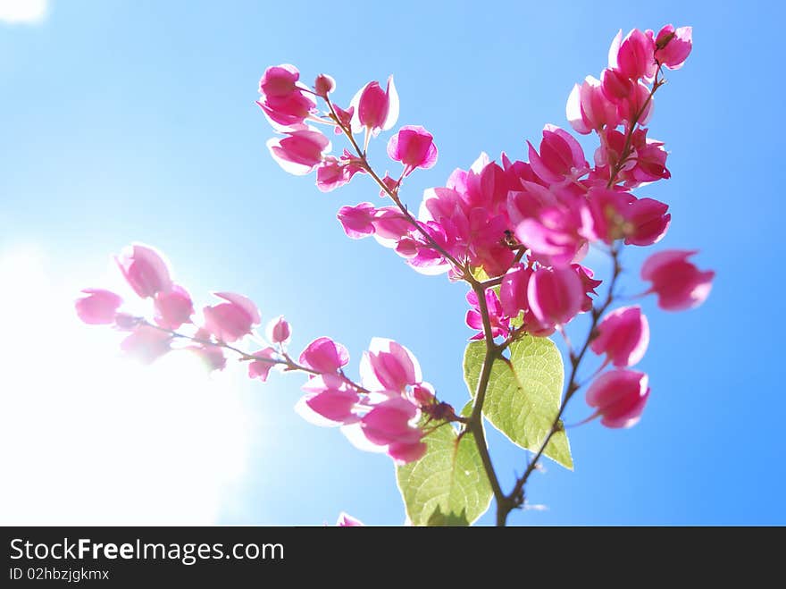 Pink flowers