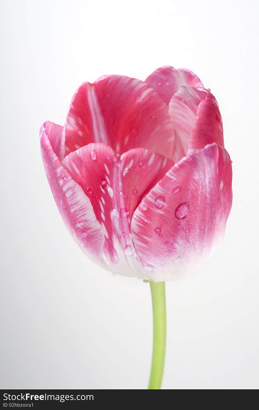 Beauty pink tulip on a white background