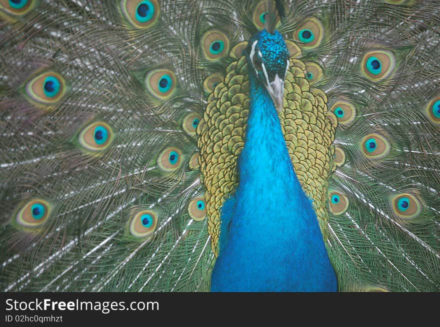 Peacock