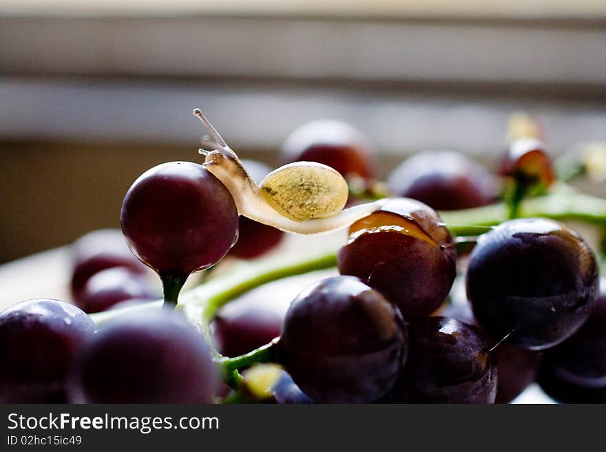 Snail on grape