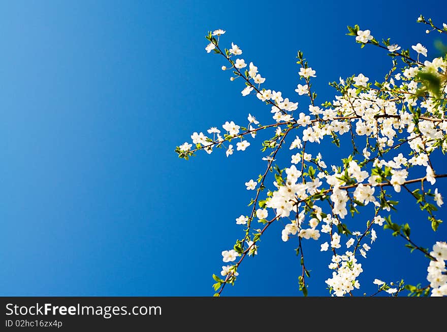 Amazing plum branch against the blue sky. Amazing plum branch against the blue sky.