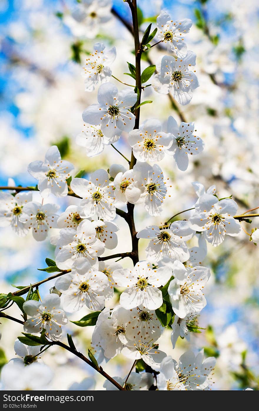 Beautiful Cherry Branch Blossom.