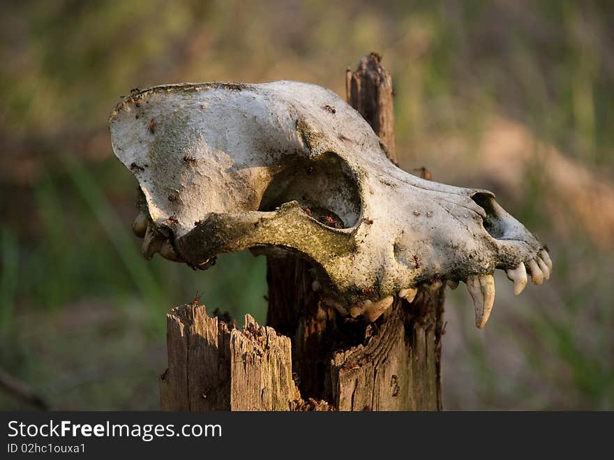 Skull of a dog on a dry tree