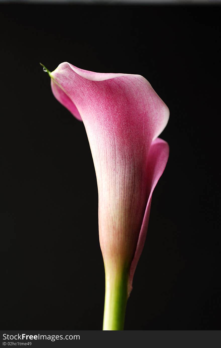 Calla lily with a drop of water on black background. Calla lily with a drop of water on black background