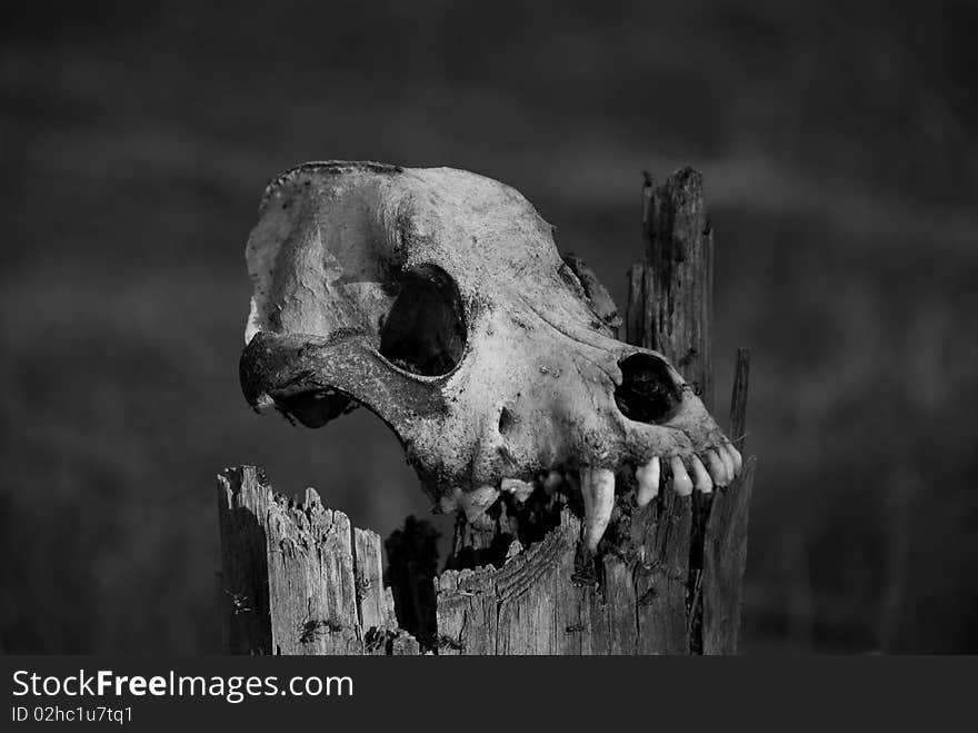 Skull of a dog on a dry tree (grayscale)