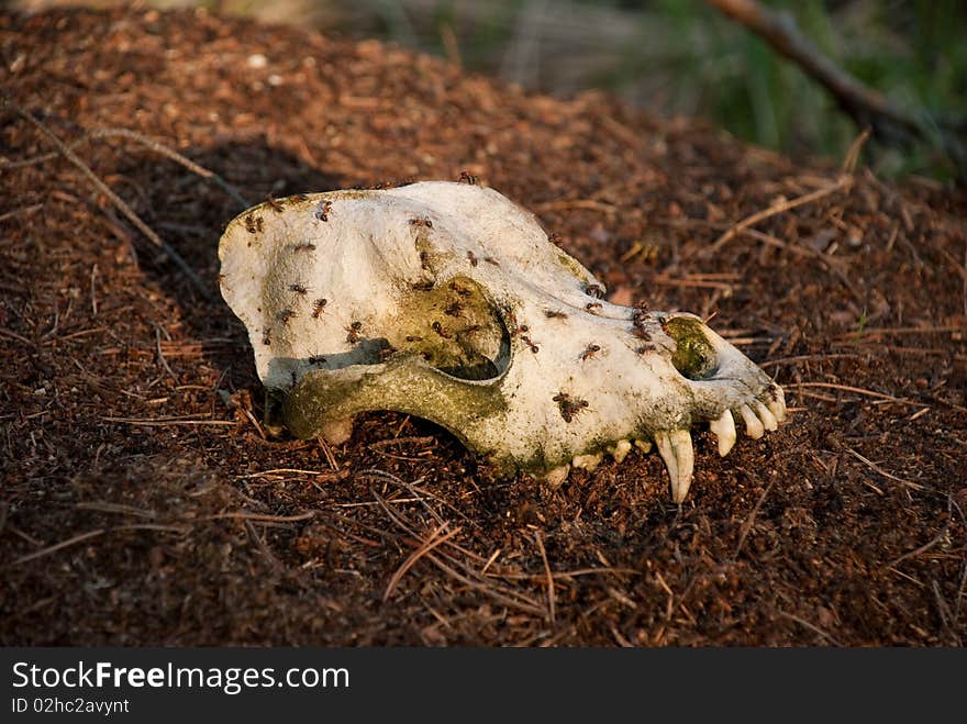 Skull of the dog in the forest ant