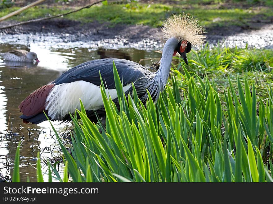 Grey Crowned Crane