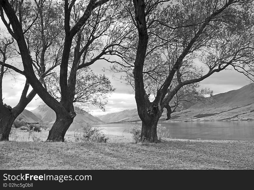 Trees at Lake Ohau, New Zealand (mono)