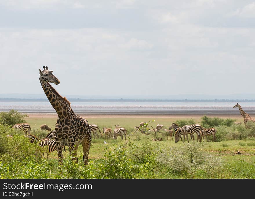 A giraffe eating in africa