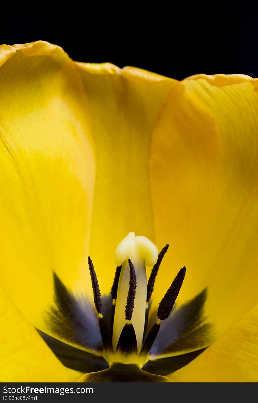 Close-up picture of the beautiful yellow tulip`s inside. Close-up picture of the beautiful yellow tulip`s inside