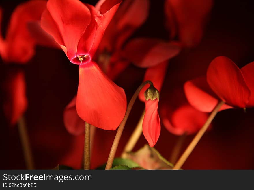 Cyclamen Flowers