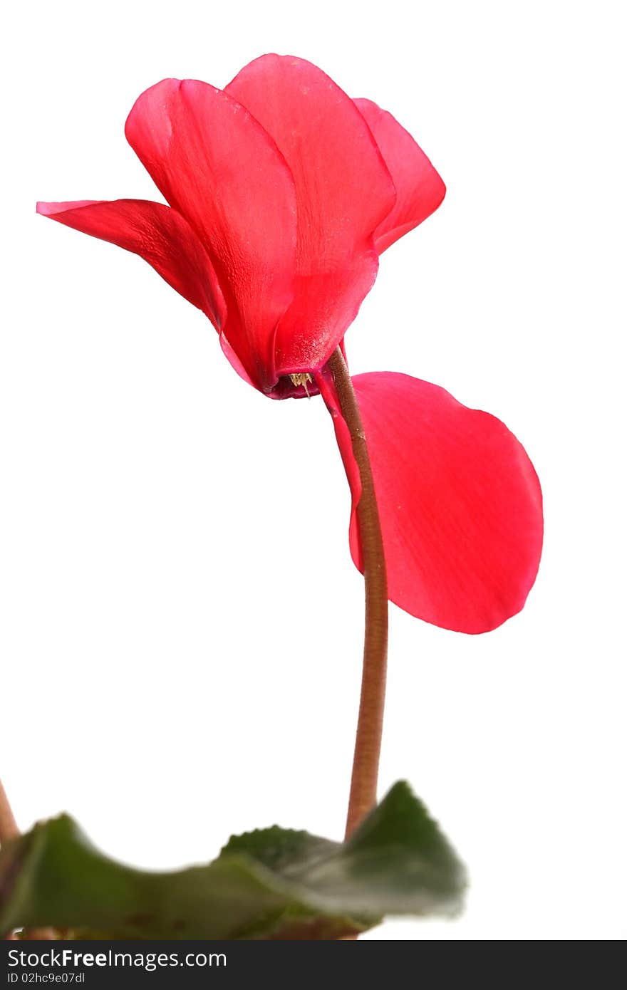 Cyclamen flowers