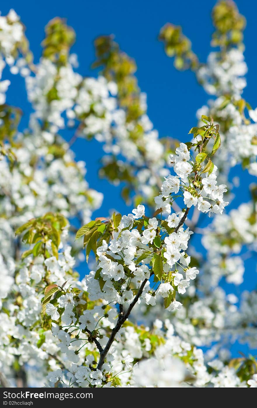 Blossoming garden