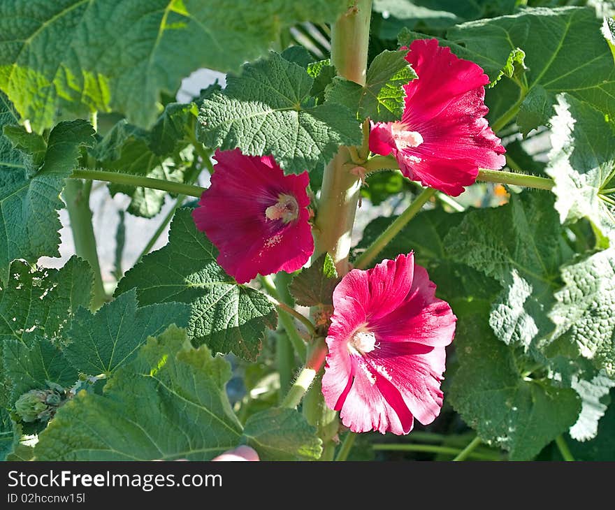 Hollyhock