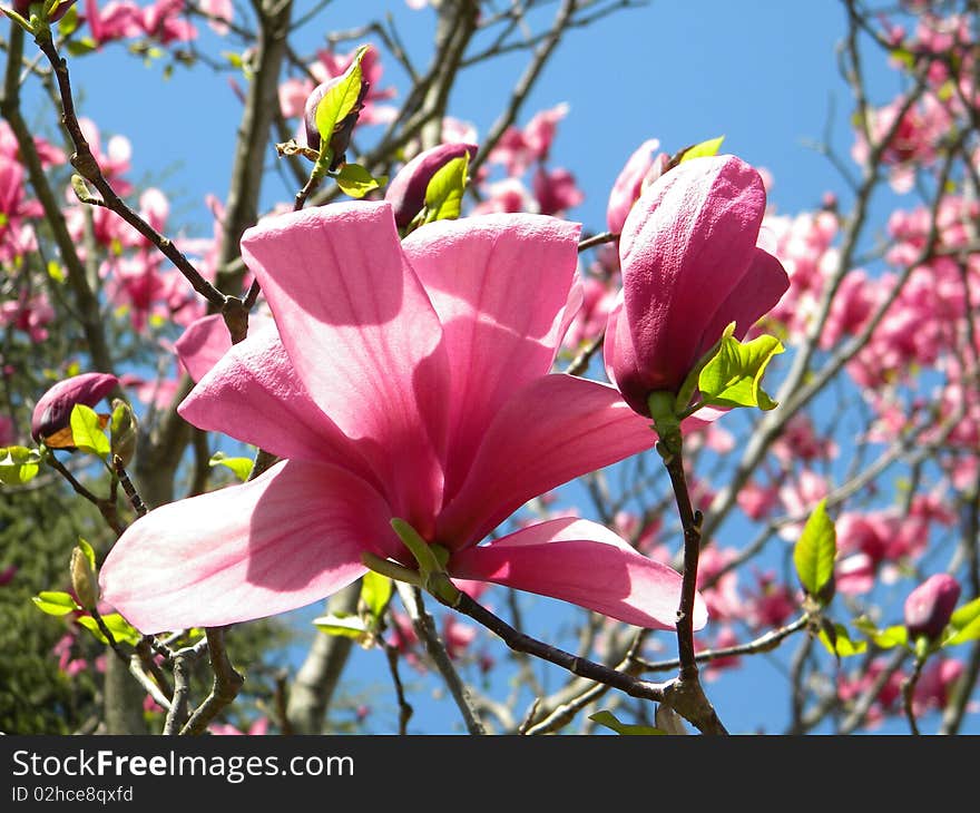 Blooming Tulip Tree