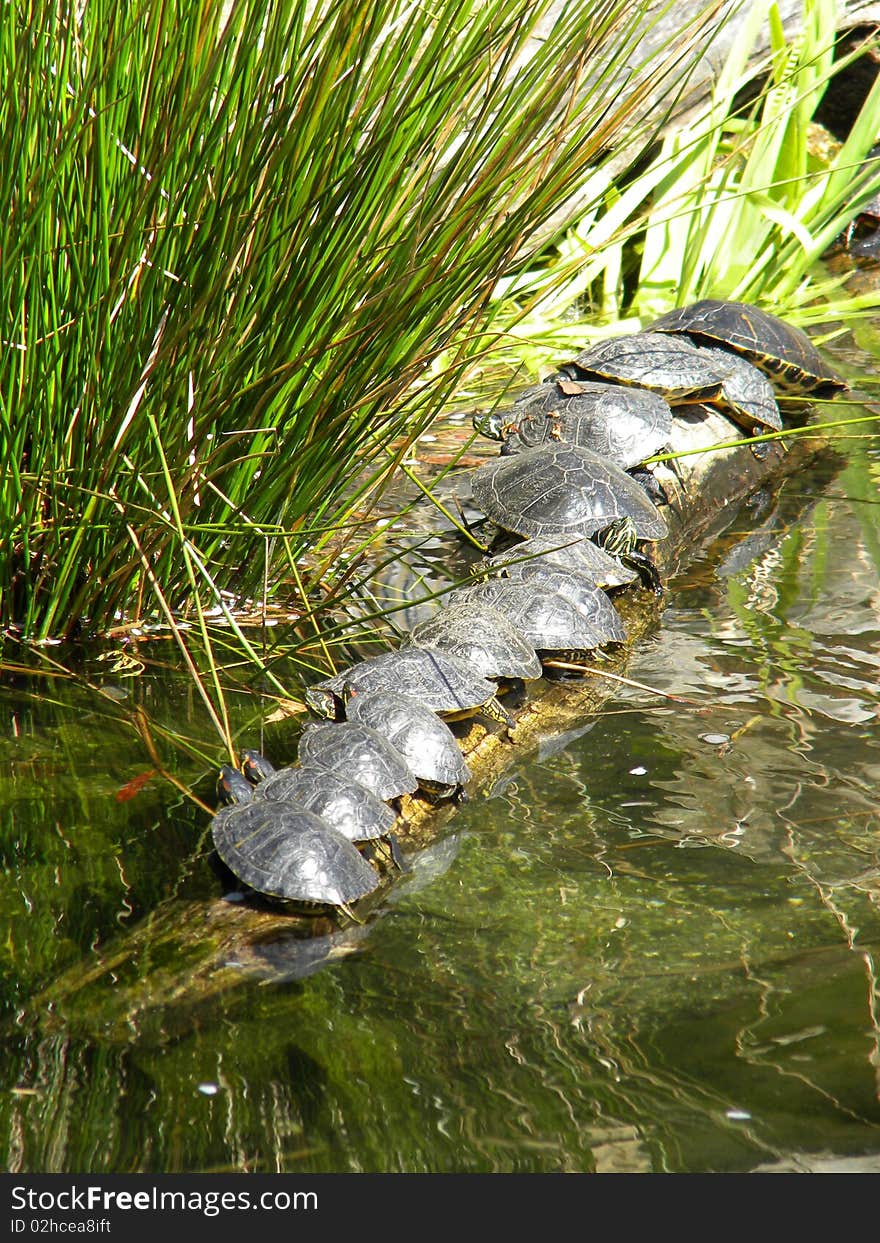 Turtles lined up in a row in a pond. Turtles lined up in a row in a pond