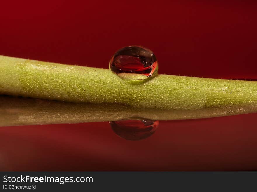 Reflections of a drop on a tulip stalk. Reflections of a drop on a tulip stalk