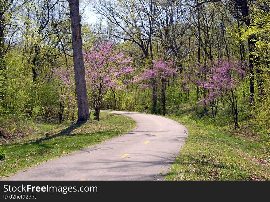 Bike path winding through the woods. Bike path winding through the woods