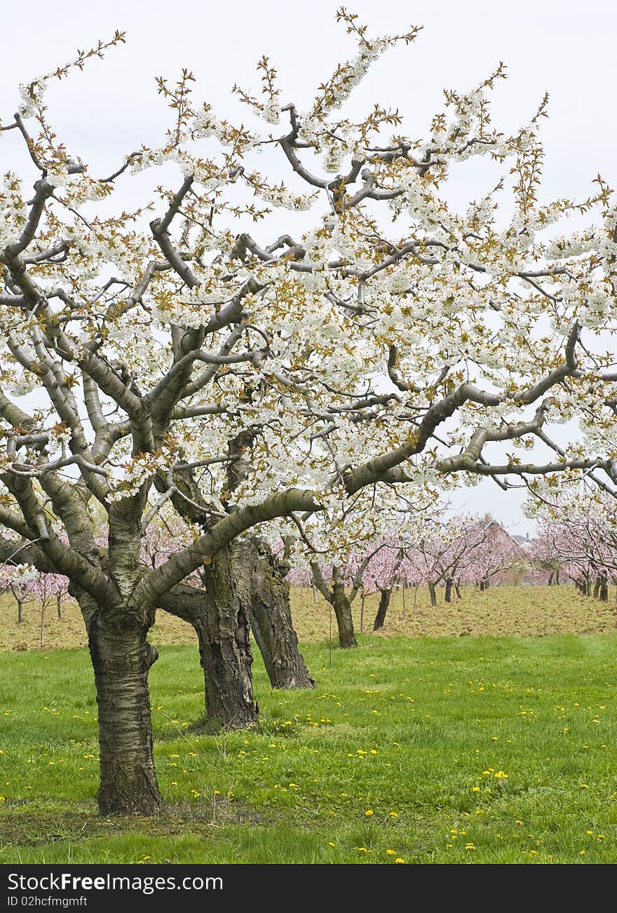 Apple and Cherry Orchards in Spring