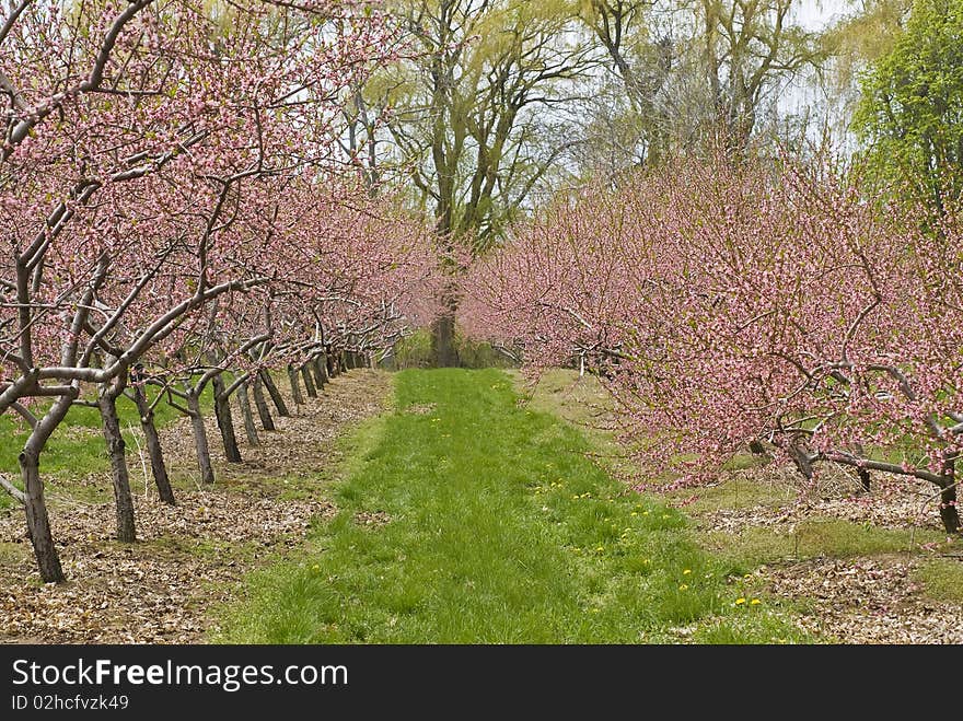 Cherry Orchards In The Spring