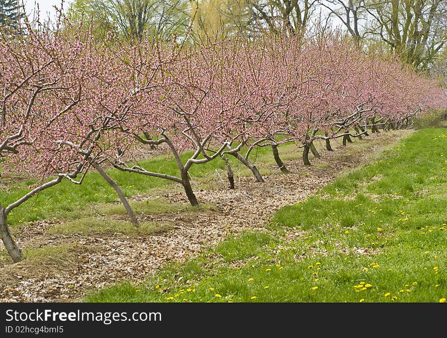 Cherry orchards in full bloom. Cherry orchards in full bloom.