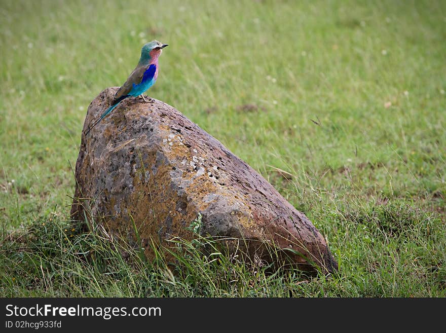 Lilac breasted roller perched on a stone (Coracias Caudata)