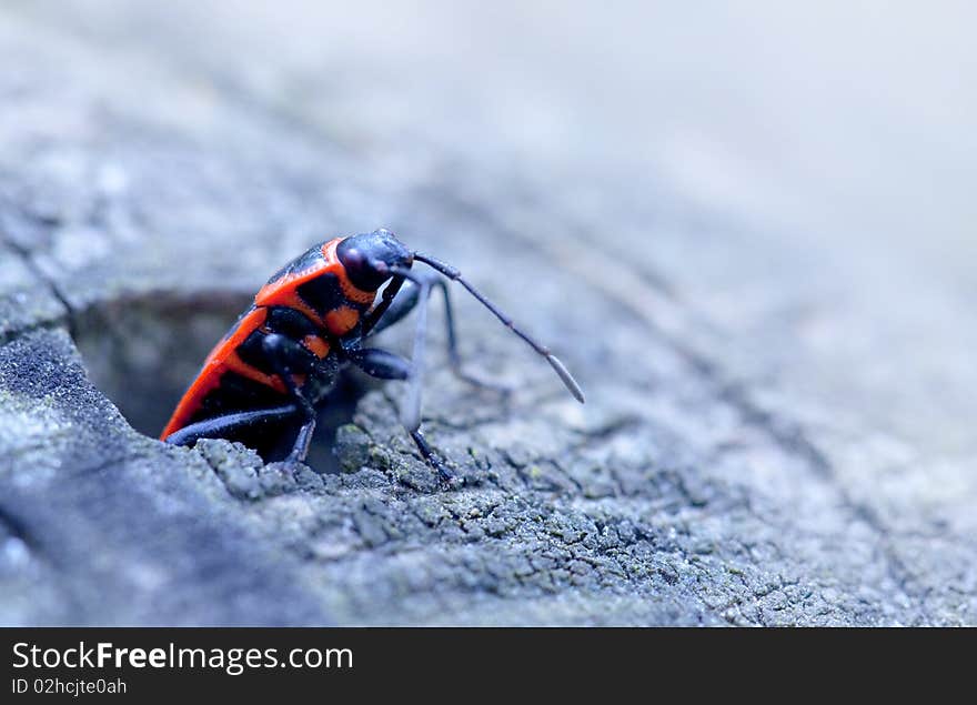 Macro image with a red bug