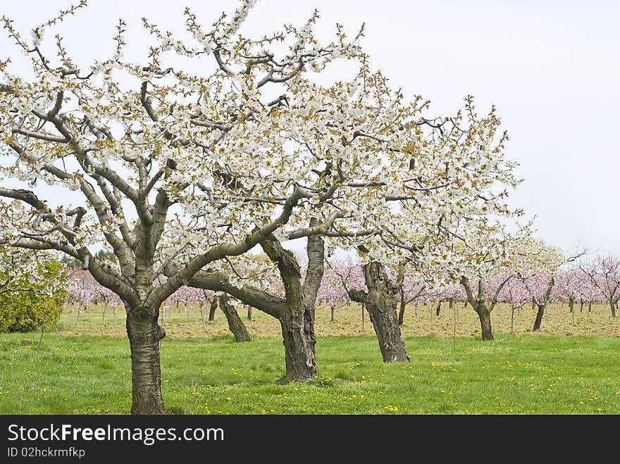 Apple and Cherry orchards in full bloom. Apple and Cherry orchards in full bloom.