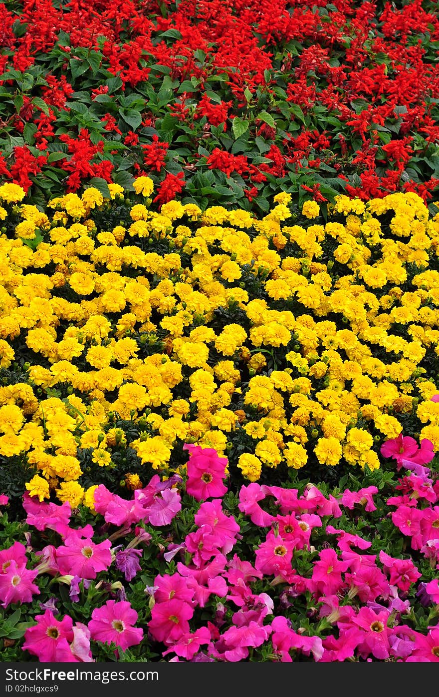 Flower Cluster In Different Colors