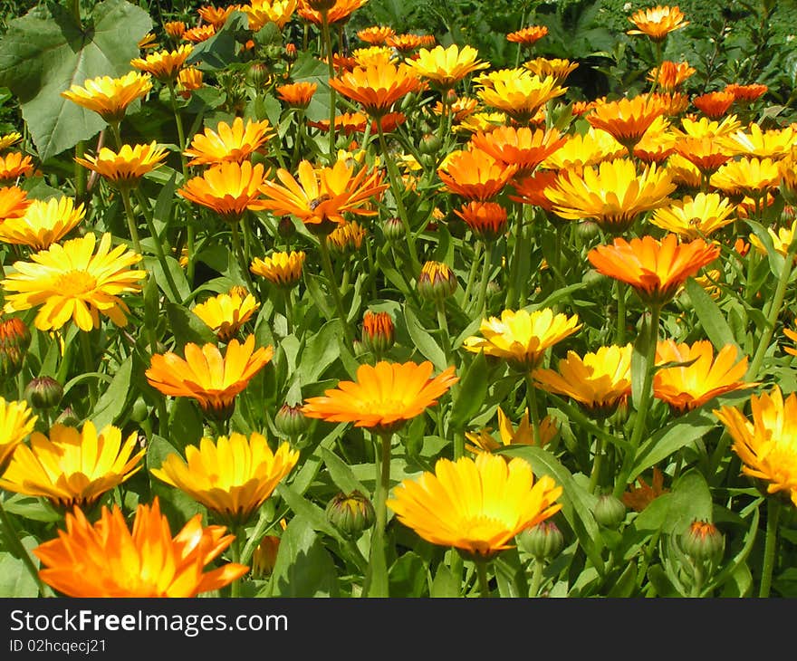 Many yellow flowers over green grass