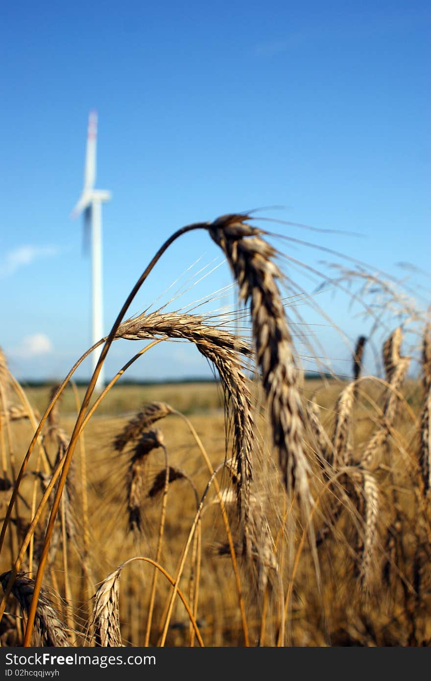 Wheat and wind turbine