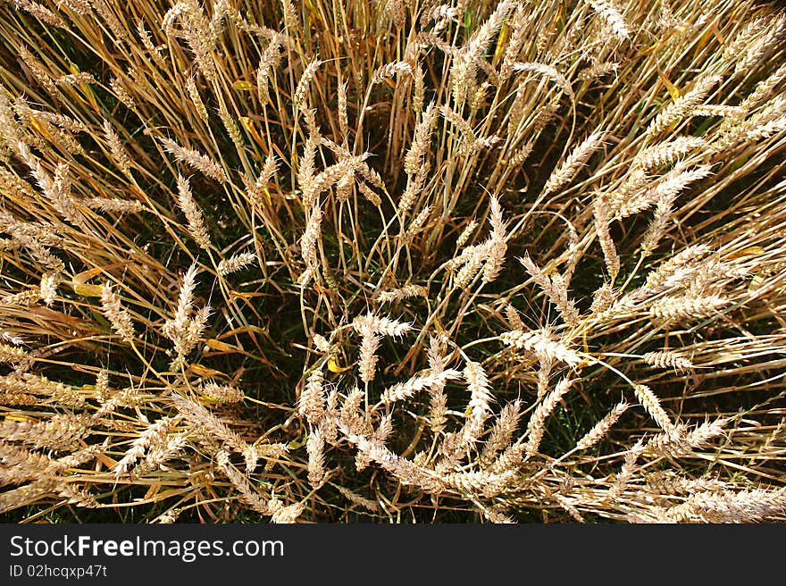 Wheat during ripening