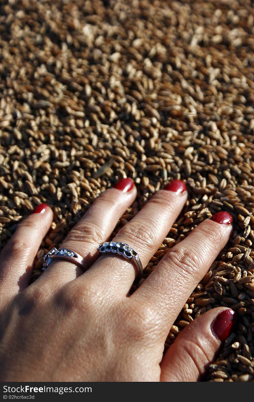 Hand Lying On The Wheat Seeds