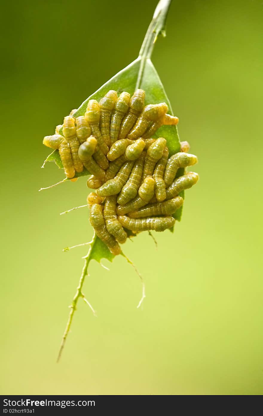 Macro shot of caterpillars eating a leaf