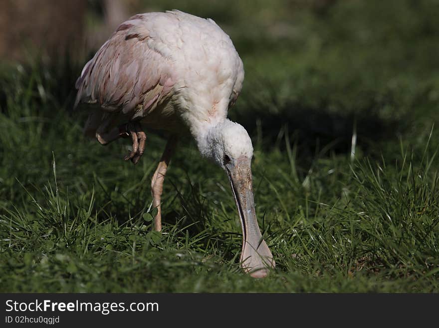 Roseate spoonbill looking for food