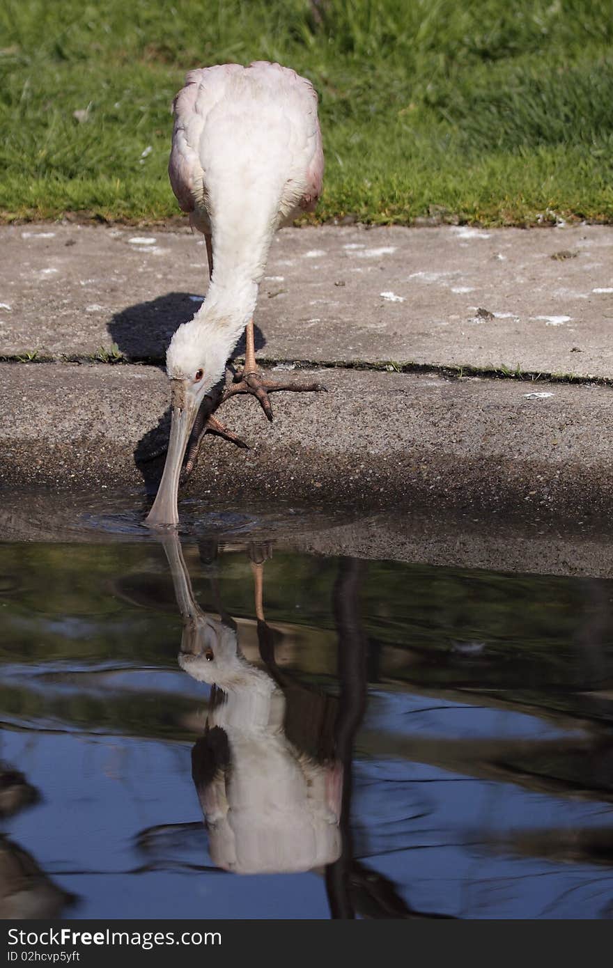 Roseate Spoonbill mirroring in the water