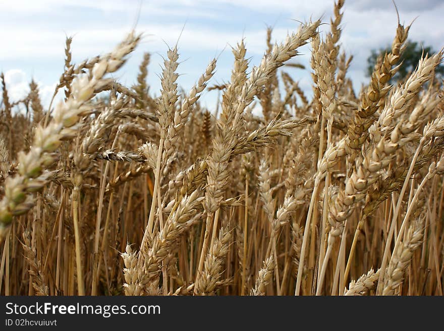 Wheat During Ripening