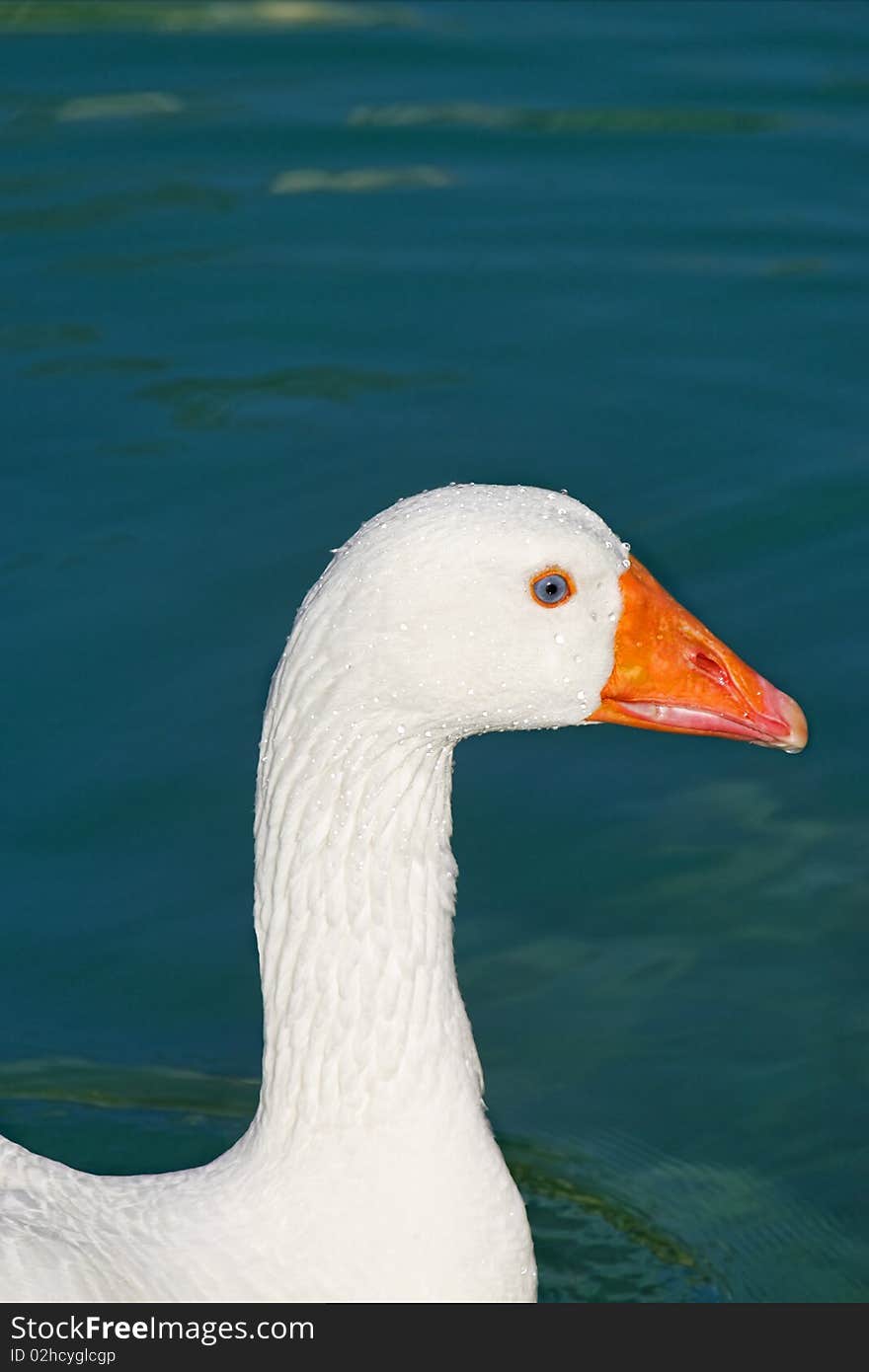 White Goose on blue lake water