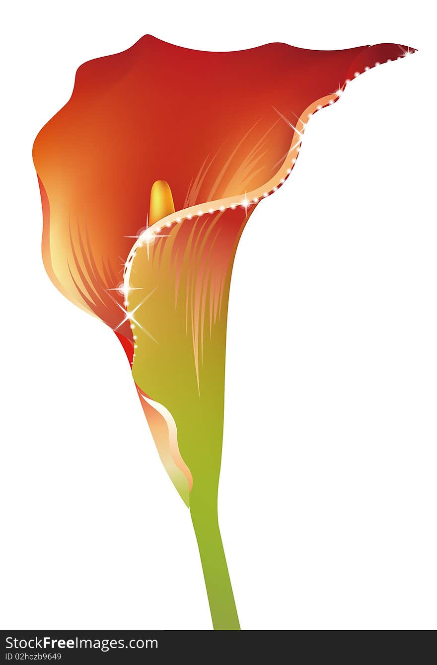 Illustration drawing of a zantedeschia flower