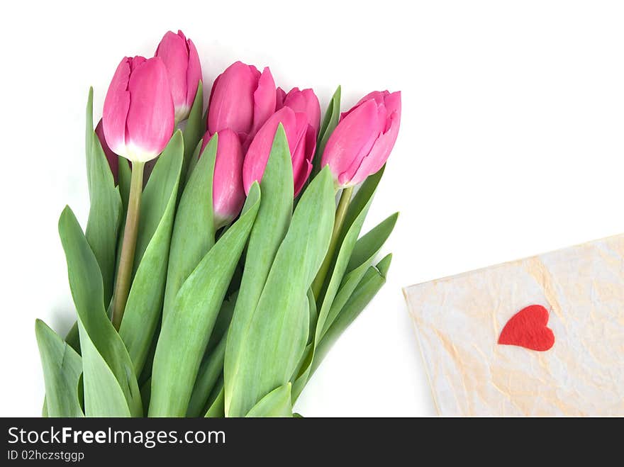 Close-up pink tulips with gift