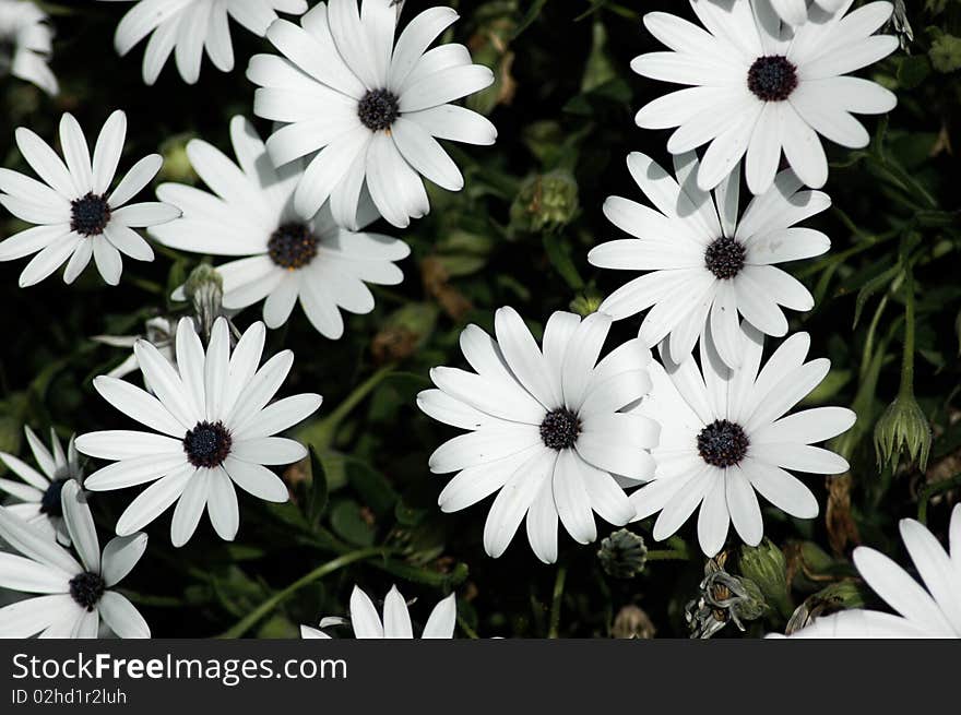 Field of daisies