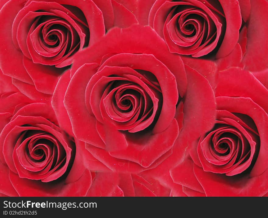 Damask red roses abstract texture background. Damask red roses abstract texture background